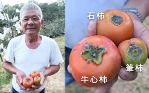 新竹縣味衛佳柿餅觀光農場老闆呂理鑑表示，在台灣常見的柿子品種有三種(下圖右)：「牛心柿、石柿、筆柿」