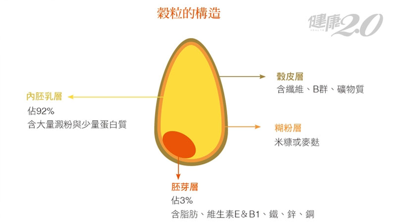穀粒的構造 (照片來源:健康2.0)