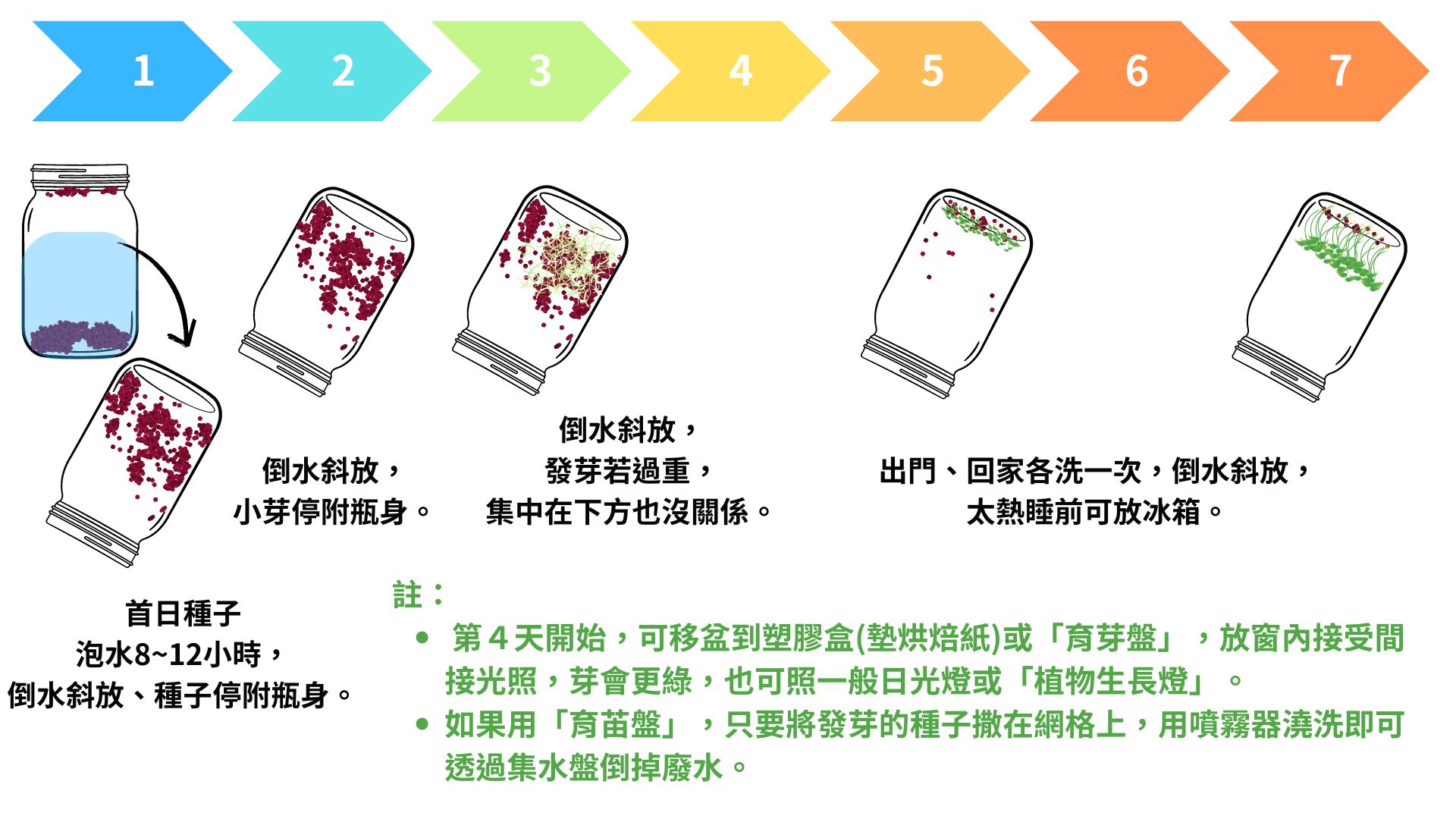 青花椰苖培育教學~7天時程表