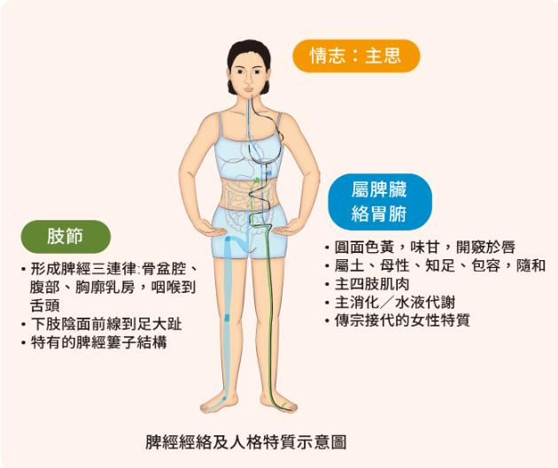 脾經經絡